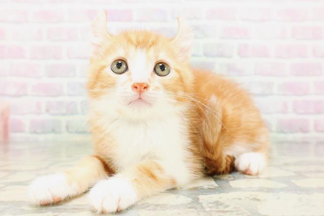 群馬県のアメリカンカール (Coo&RIKU前橋店/2026年5月16日生まれ/男の子/レッドタビーホワイト)の子猫の2枚目の画像