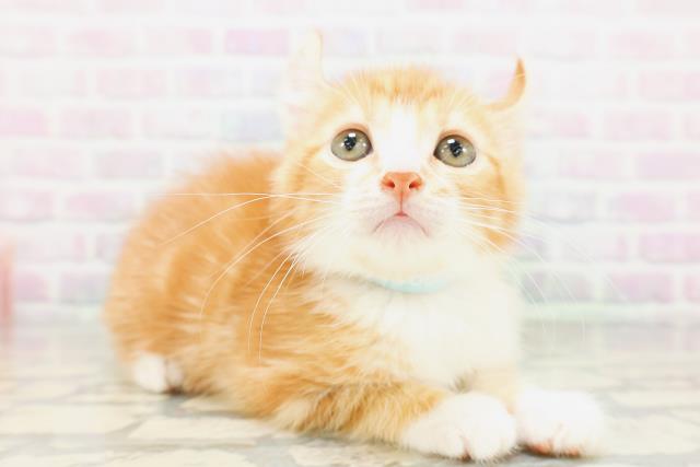群馬県のアメリカンカール (Coo&RIKU前橋店/2026年5月16日生まれ/男の子/レッドタビーホワイト)の子猫の3枚目の画像