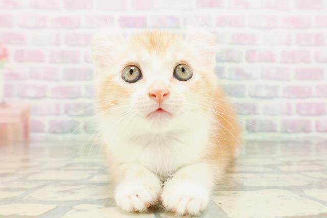 福井県のアメリカンカール (Coo&RIKU福井店/2026年5月16日生まれ/男の子/レッドタビーホワイト)の子猫の1枚目の画像
