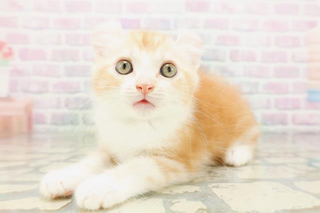 福井県のアメリカンカール (Coo&RIKU福井店/2026年5月16日生まれ/男の子/レッドタビーホワイト)の子猫の2枚目の画像