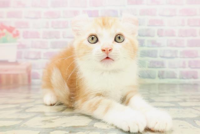 福井県のアメリカンカール (Coo&RIKU福井店/2026年5月16日生まれ/男の子/レッドタビーホワイト)の子猫の3枚目の画像