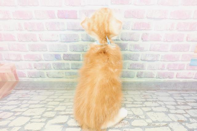 福井県のアメリカンカール (Coo&RIKU福井店/2026年5月16日生まれ/男の子/レッドタビーホワイト)の子猫の4枚目の画像