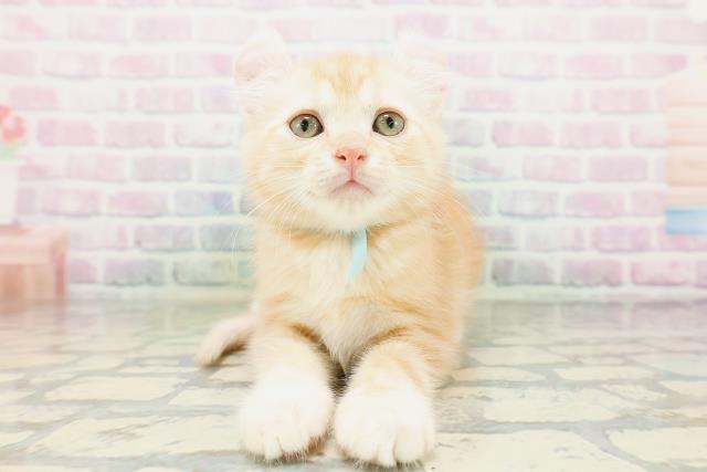 青森県のアメリカンカール (Coo&RIKU八戸店/2026年5月16日生まれ/男の子/レッドタビーホワイト)の子猫