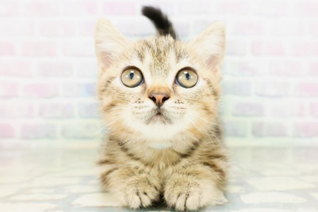 北海道のマンチカン (Coo&RIKU苫小牧店/2026年5月4日生まれ/男の子/ブラウンタビー)の子猫の1枚目の画像