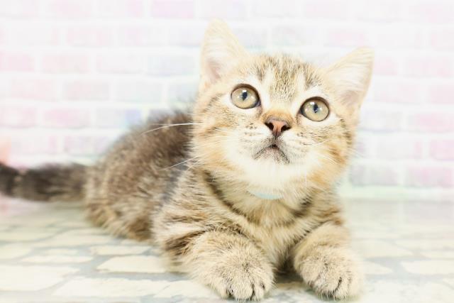 北海道のマンチカン (Coo&RIKU苫小牧店/2026年5月4日生まれ/男の子/ブラウンタビー)の子猫の3枚目の画像