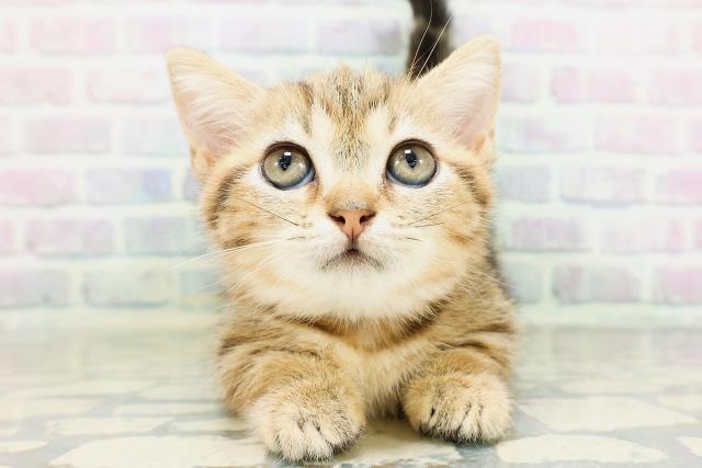 マンチカンの子猫一覧｜ペットショップCoo＆RIKU