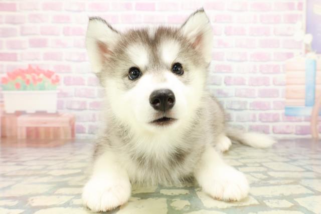 東京都のハーフ犬・ミックス犬 (Coo&RIKU八王子西店/2026年5月12日生まれ/男の子/ブラックホワイト)の子犬