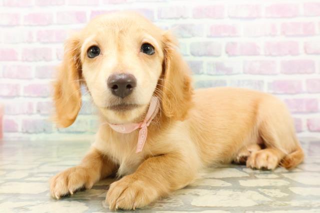 ミニチュア・ダックスフンドの子犬一覧｜ペットショップCoo＆RIKU