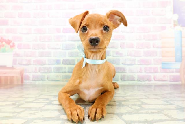東京都のミニチュアピンシャー (Coo&RIKU八王子西店/2026年4月23日生まれ/男の子/レッド)の子犬