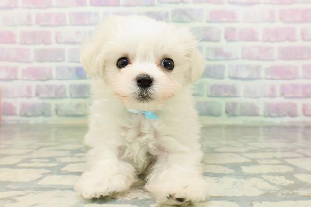 北海道のハーフ犬・ミックス犬 (Coo&RIKU北見店/2026年5月18日生まれ/男の子/ホワイト)の子犬の1枚目の画像