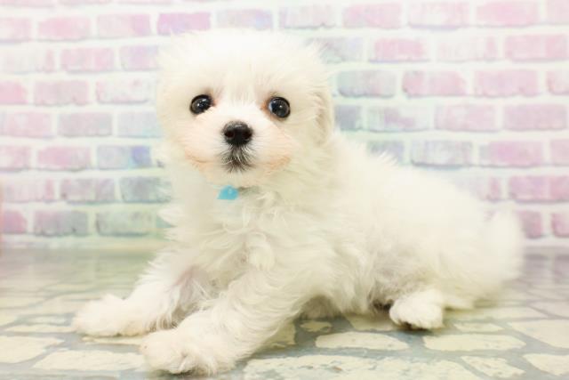 北海道のハーフ犬・ミックス犬 (Coo&RIKU北見店/2026年5月18日生まれ/男の子/ホワイト)の子犬の2枚目の画像