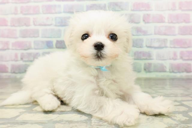 北海道のハーフ犬・ミックス犬 (Coo&RIKU北見店/2026年5月18日生まれ/男の子/ホワイト)の子犬の3枚目の画像