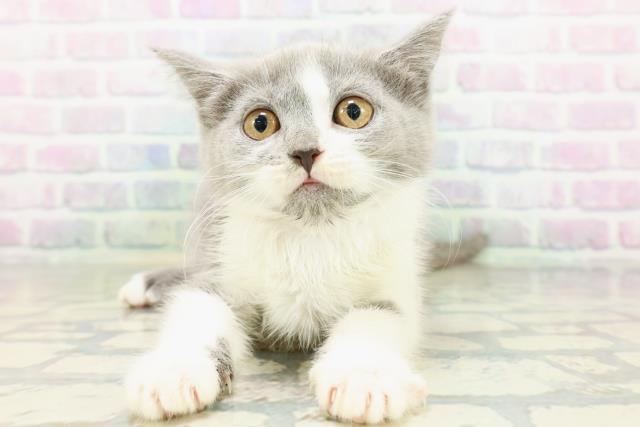 千葉県のブリティッシュショートヘアー (Coo&RIKU若葉都賀店/2026年5月16日生まれ/女の子/ブルーホワイト)の子猫の1枚目の画像