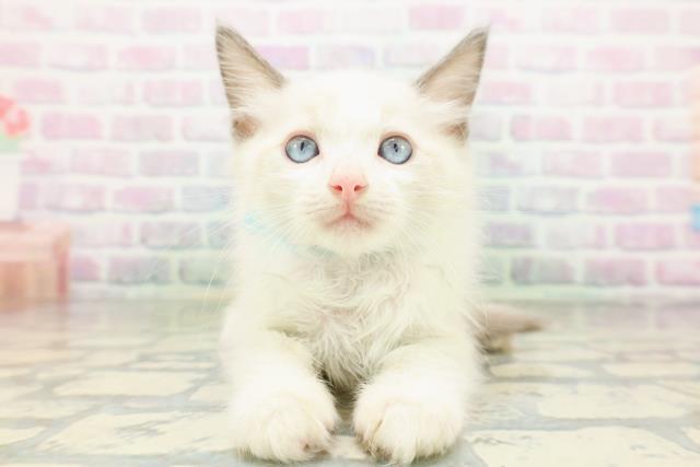 秋田県のラグドール (Coo&RIKU秋田店/2026年5月18日生まれ/男の子/ブルーポイントバイカラー)の子猫