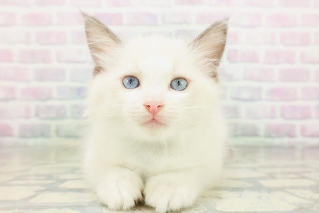 福井県のラグドール (Coo&RIKU福井店/2026年5月18日生まれ/男の子/ブルーポイントバイカラー)の子猫の1枚目の画像