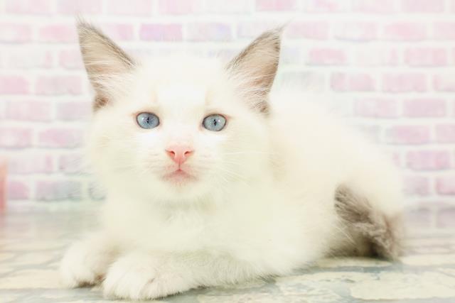 福井県のラグドール (Coo&RIKU福井店/2026年5月18日生まれ/男の子/ブルーポイントバイカラー)の子猫の2枚目の画像