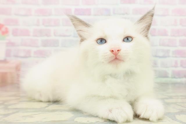 福井県のラグドール (Coo&RIKU福井店/2026年5月18日生まれ/男の子/ブルーポイントバイカラー)の子猫の3枚目の画像