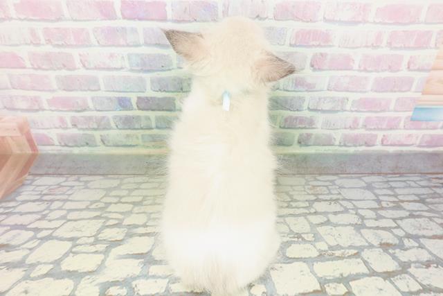 福井県のラグドール (Coo&RIKU福井店/2026年5月18日生まれ/男の子/ブルーポイントバイカラー)の子猫の4枚目の画像