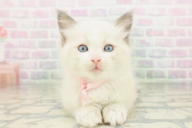 島根県のラグドール (Coo&RIKU出雲店/2026年5月18日生まれ/女の子/ブルーポイントバイカラー)の子猫の1枚目の画像