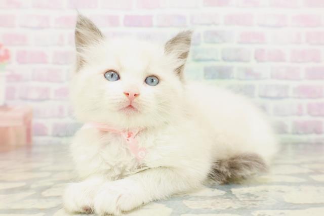 島根県のラグドール (Coo&RIKU出雲店/2026年5月18日生まれ/女の子/ブルーポイントバイカラー)の子猫の2枚目の画像