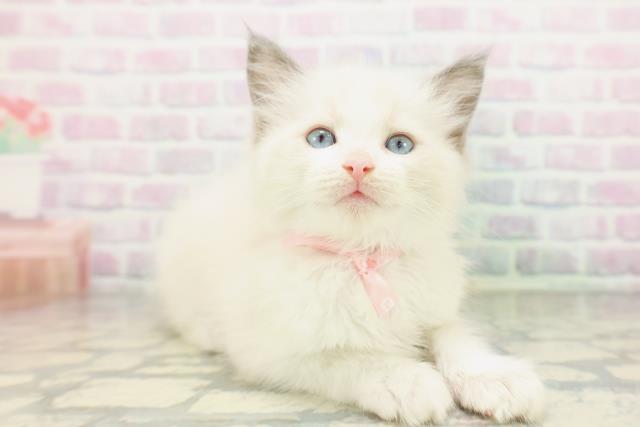 島根県のラグドール (Coo&RIKU出雲店/2026年5月18日生まれ/女の子/ブルーポイントバイカラー)の子猫の3枚目の画像