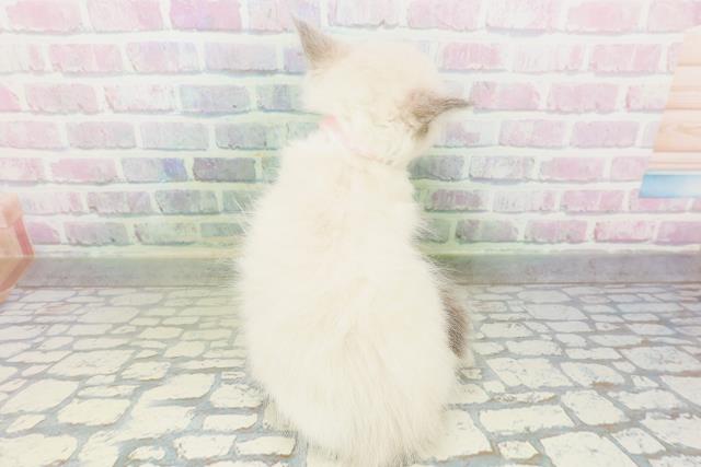 島根県のラグドール (Coo&RIKU出雲店/2026年5月18日生まれ/女の子/ブルーポイントバイカラー)の子猫の4枚目の画像