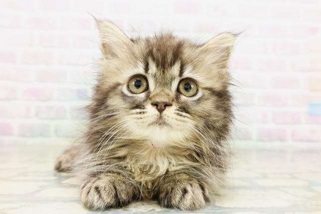 岡山県のミヌエット (Coo&RIKU岡山店/2026年5月18日生まれ/女の子/ブラウンタビー)の子猫の1枚目の画像
