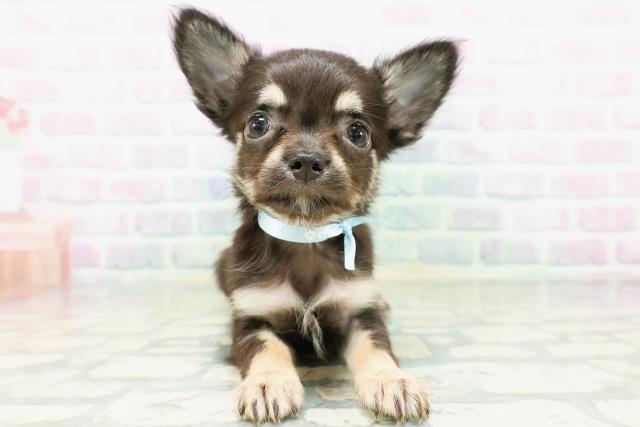 神奈川県のチワワ(ロング) (Coo&RIKU横須賀店/2026年5月17日生まれ/男の子/ブラックタン)の子犬の1枚目の画像