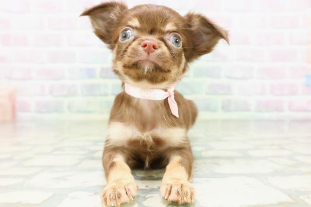 北海道のチワワ(ロング) (Coo&RIKU札幌東店/2026年5月17日生まれ/女の子/チョコレートタン)の子犬の1枚目の画像