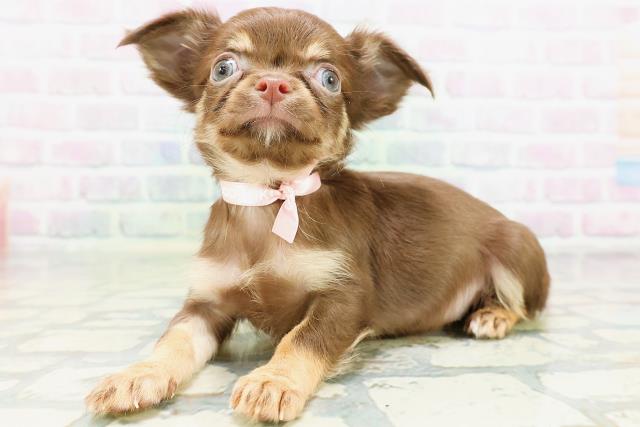 北海道のチワワ(ロング) (Coo&RIKU札幌東店/2026年5月17日生まれ/女の子/チョコレートタン)の子犬の2枚目の画像