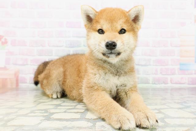 柴犬の子犬（オス♂） 長岡店｜ペットショップCoo＆RIKU