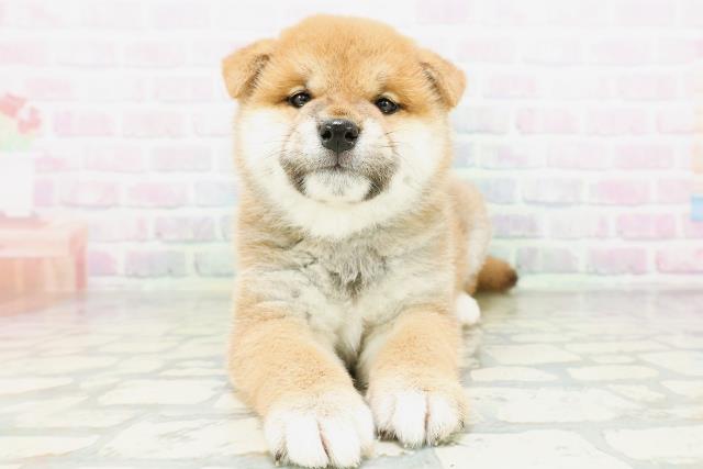 柴犬
