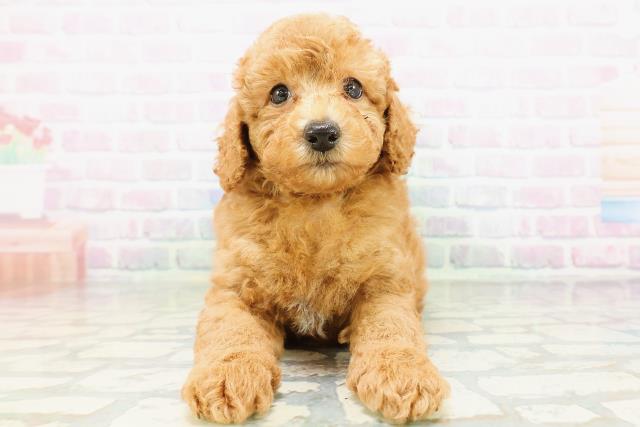 神奈川県のトイプードル(トイ) (Coo&RIKU横須賀店/2026年5月18日生まれ/男の子/アプリコット)の子犬の1枚目の画像