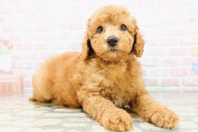 神奈川県のトイプードル(トイ) (Coo&RIKU横須賀店/2026年5月18日生まれ/男の子/アプリコット)の子犬の3枚目の画像