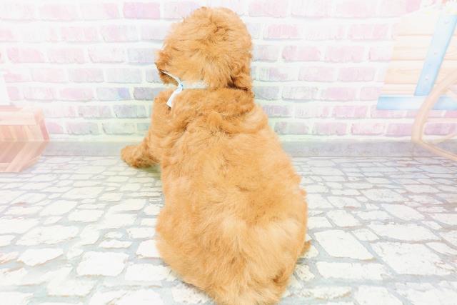 神奈川県のトイプードル(トイ) (Coo&RIKU横須賀店/2026年5月18日生まれ/男の子/アプリコット)の子犬の4枚目の画像