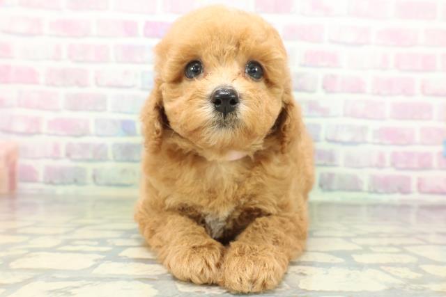 新潟県のトイプードル(トイ) (Coo&RIKUイオンモール新発田店/2026年5月18日生まれ/女の子/アプリコット)の子犬の1枚目の画像
