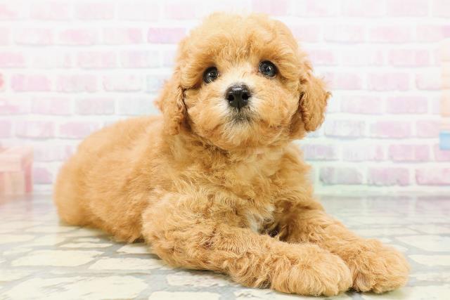 新潟県のトイプードル(トイ) (Coo&RIKUイオンモール新発田店/2026年5月18日生まれ/女の子/アプリコット)の子犬の3枚目の画像