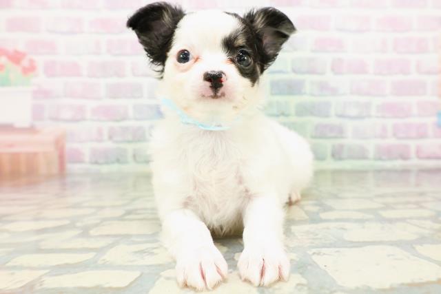 福島県のチワワ(ロング) (Coo&RIKUいわき店/2026年5月18日生まれ/男の子/ホワイトブラックタン)の子犬