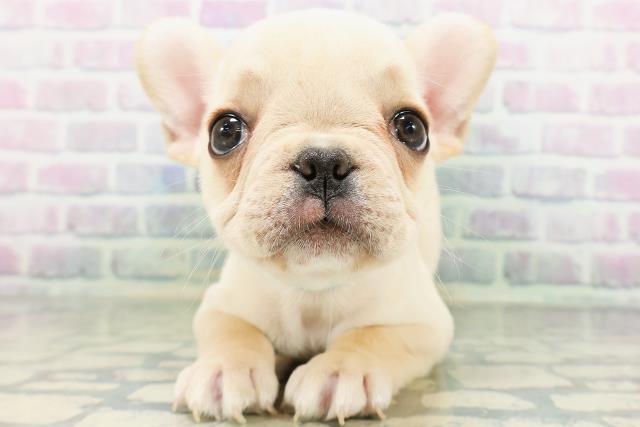 神奈川県のフレンチブルドッグ (Coo&RIKU江の島店/2026年5月16日生まれ/男の子/クリーム)の子犬の1枚目の画像