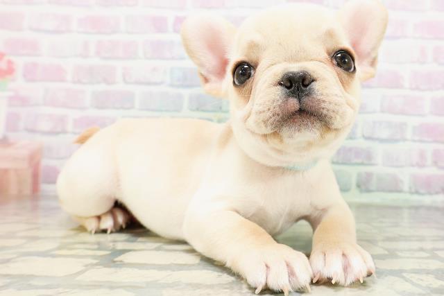 神奈川県のフレンチブルドッグ (Coo&RIKU江の島店/2026年5月16日生まれ/男の子/クリーム)の子犬の3枚目の画像