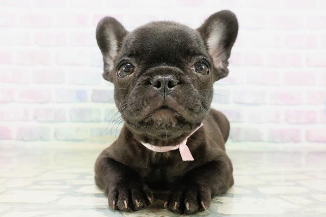 宮城県のフレンチブルドッグ (Coo&RIKU石巻店/2026年5月16日生まれ/女の子/ブリンドル)の子犬