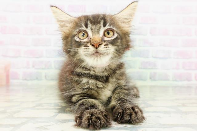新潟県のメインクーン (Coo&RIKU長岡店/2026年5月11日生まれ/女の子/ブラウンタビー)の子猫の1枚目の画像