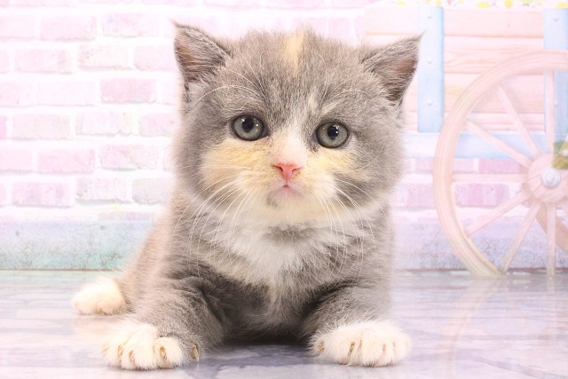 大阪府のミヌエット (Coo&RIKU天王寺店/2026年5月10日生まれ/女の子/キャリコ)の子猫の1枚目の画像