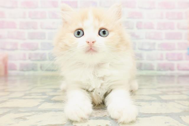 神奈川県のマンチカン (Coo&RIKU秦野店/2026年5月18日生まれ/女の子/クリームタビーホワイト)の子猫の1枚目の画像