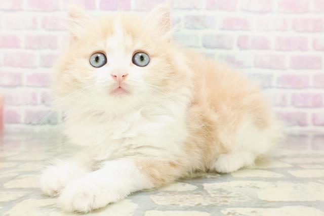 神奈川県のマンチカン (Coo&RIKU秦野店/2026年5月18日生まれ/女の子/クリームタビーホワイト)の子猫の2枚目の画像