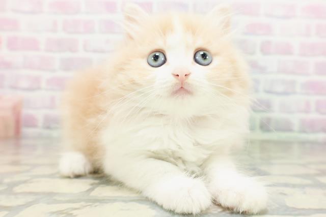 神奈川県のマンチカン (Coo&RIKU秦野店/2026年5月18日生まれ/女の子/クリームタビーホワイト)の子猫の3枚目の画像
