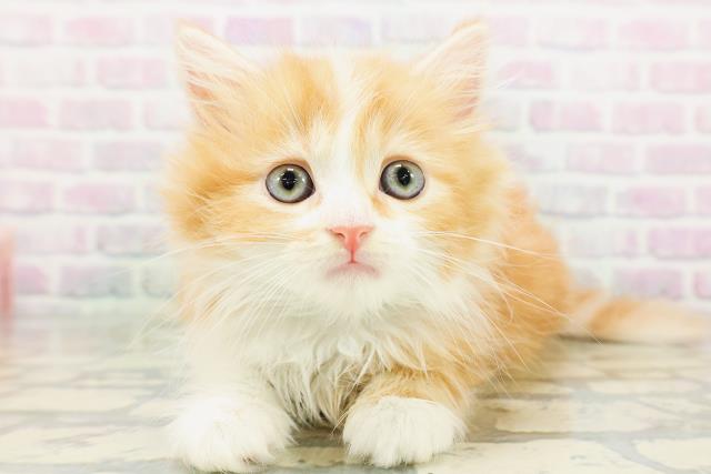 北海道のマンチカン (Coo&RIKU旭川店/2026年5月18日生まれ/男の子/レッドタビーホワイト)の子猫の1枚目の画像