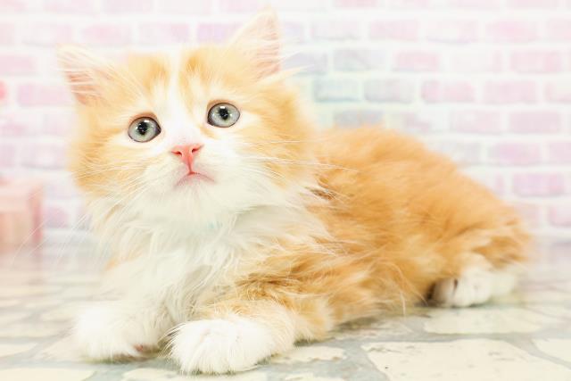 北海道のマンチカン (Coo&RIKU旭川店/2026年5月18日生まれ/男の子/レッドタビーホワイト)の子猫の2枚目の画像