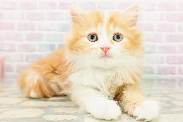 北海道のマンチカン (Coo&RIKU旭川店/2026年5月18日生まれ/男の子/レッドタビーホワイト)の子猫の3枚目の画像