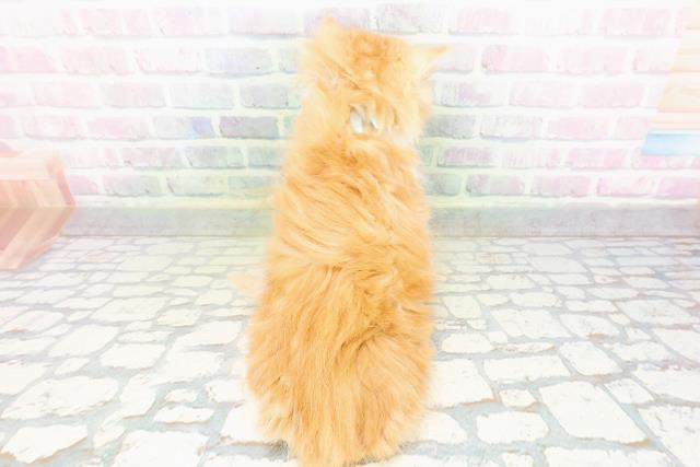 北海道のマンチカン (Coo&RIKU旭川店/2026年5月18日生まれ/男の子/レッドタビーホワイト)の子猫の4枚目の画像